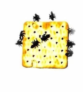 Hormigas de goma