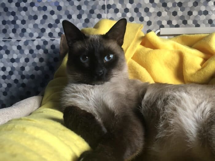 Gato siamés busca novia
