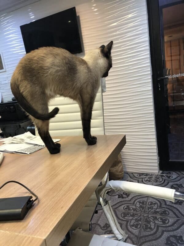 Gato siamés busca novia - Imagen 3
