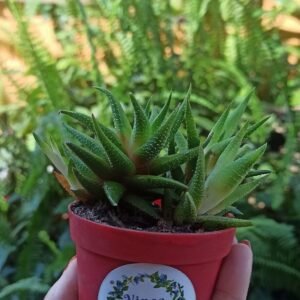 Suculentas MINI