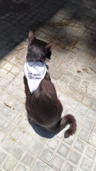 Collar Pañuelo Bordado Personalizado para Gatos