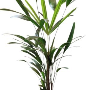 PALMERA RAPHIS