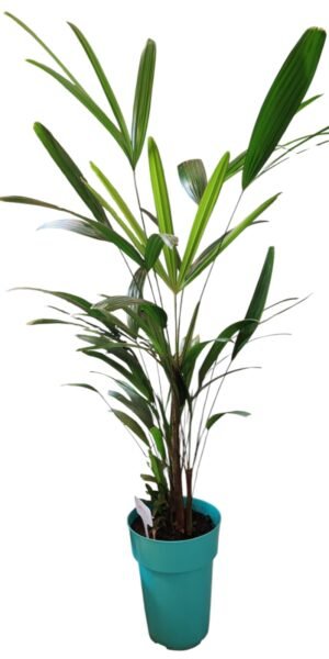 PALMERA RAPHIS