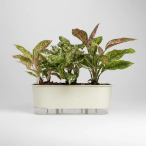 JARDINERA AUTORREGABLE 40 X 14.5 CM CALIZA