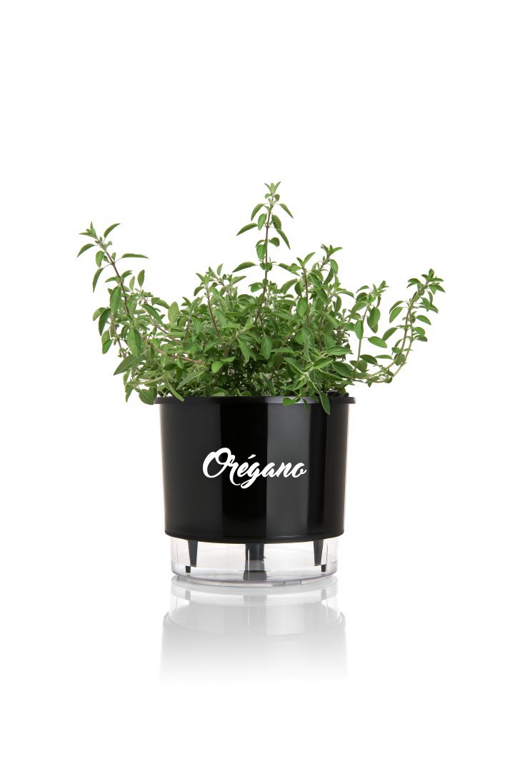 MACETA PARA OREGANO 16 X 14.5 CM